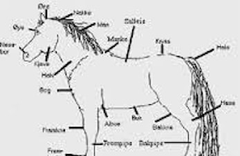 Nye kurs i rideskulen (LEDIG PLASS)