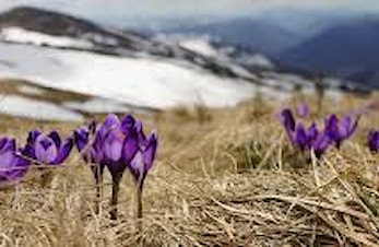 Våroppvisning 22.5. - Vårens vakreste eventyr!