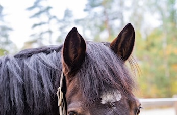 Innkalling til Årsmøte i Dikemark Rideklubb