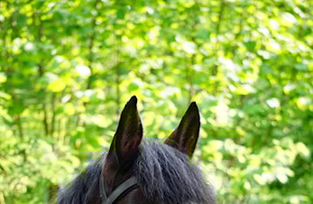 Velkommen tilbake! Rideskolen starter igjen mandag 21. august