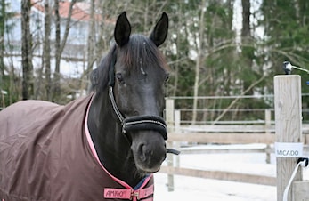 Bli kjent med hestene på Dikemark ❤