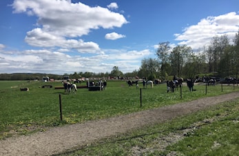D-Stevne Dressur og Sprang 11. og 12. mai