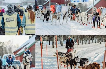 Frivillig på Pasvik Trail