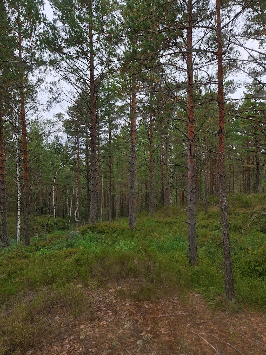 Turen går delvis inne i fin og åpen skog