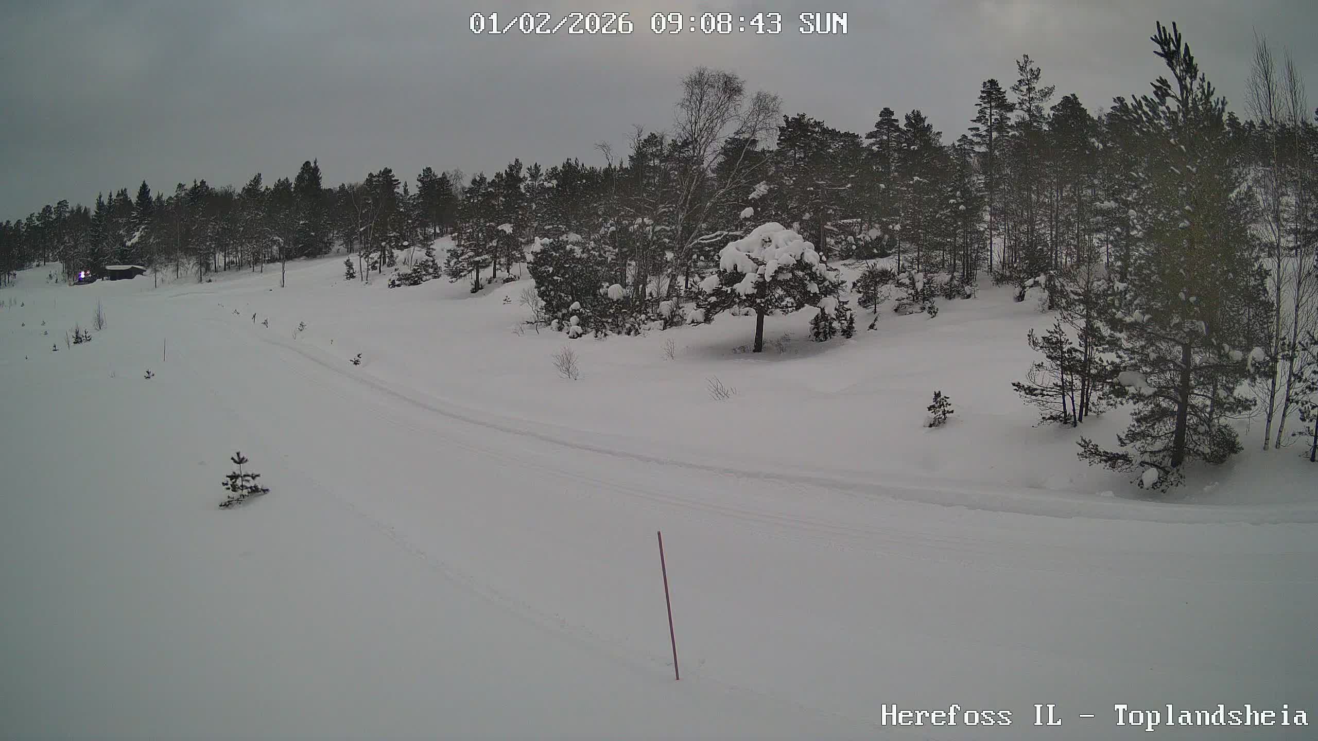 Førefohold på heia