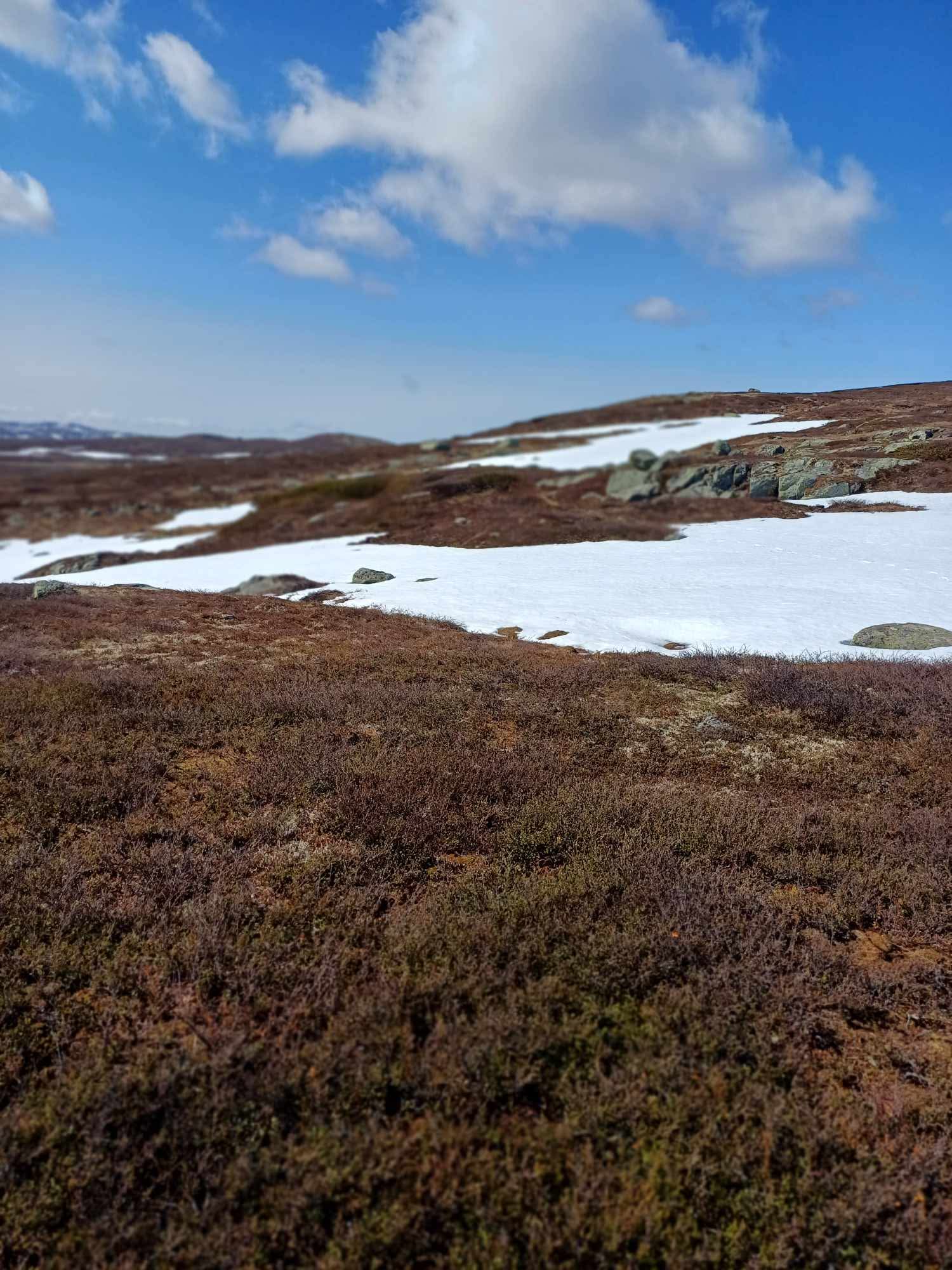 Image for To uker til O-festivalen