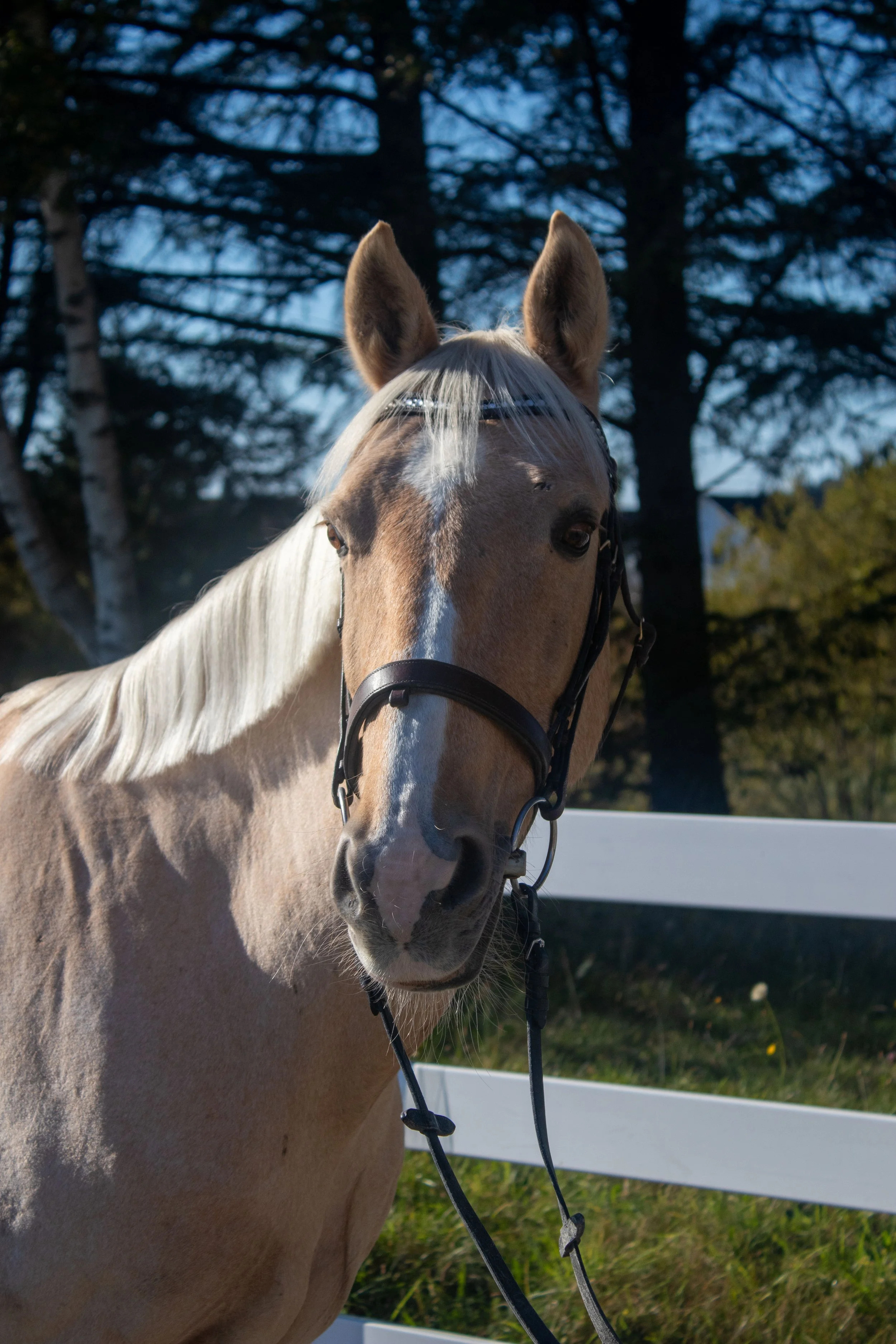 Goldo