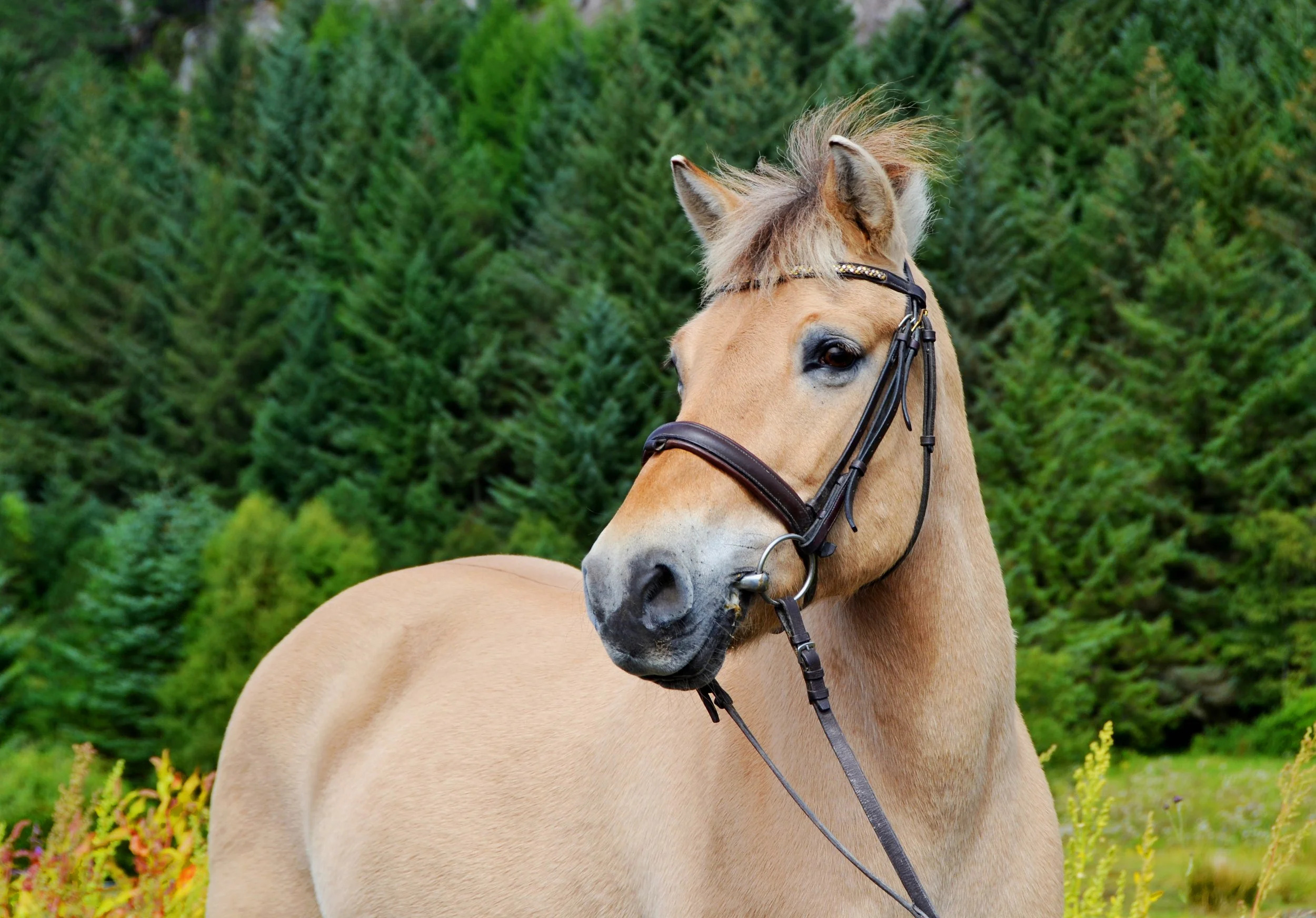 hest på fôr