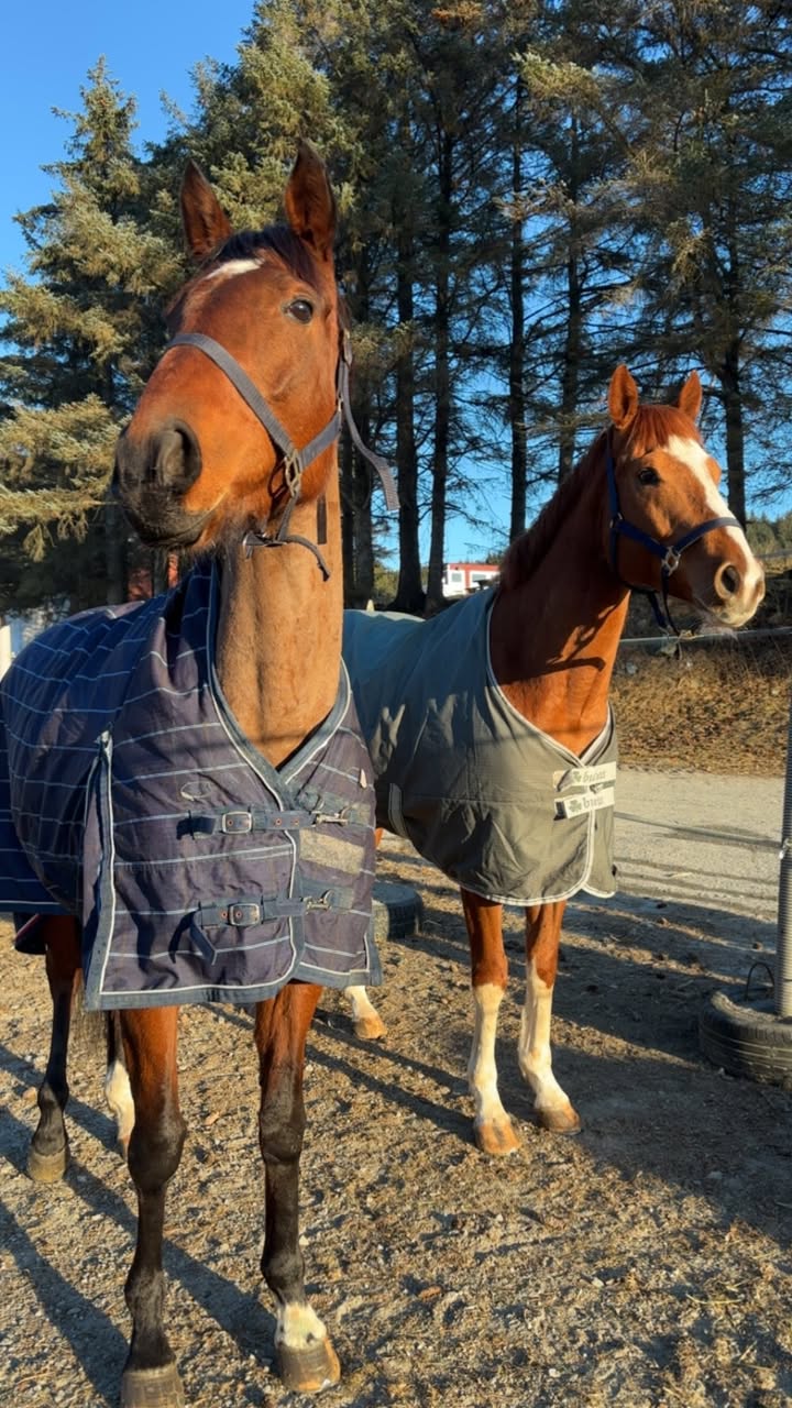 Dusty og Norlando