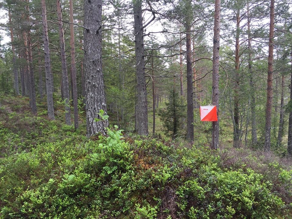 Stjørdalskarusell tirsdag 9/6
